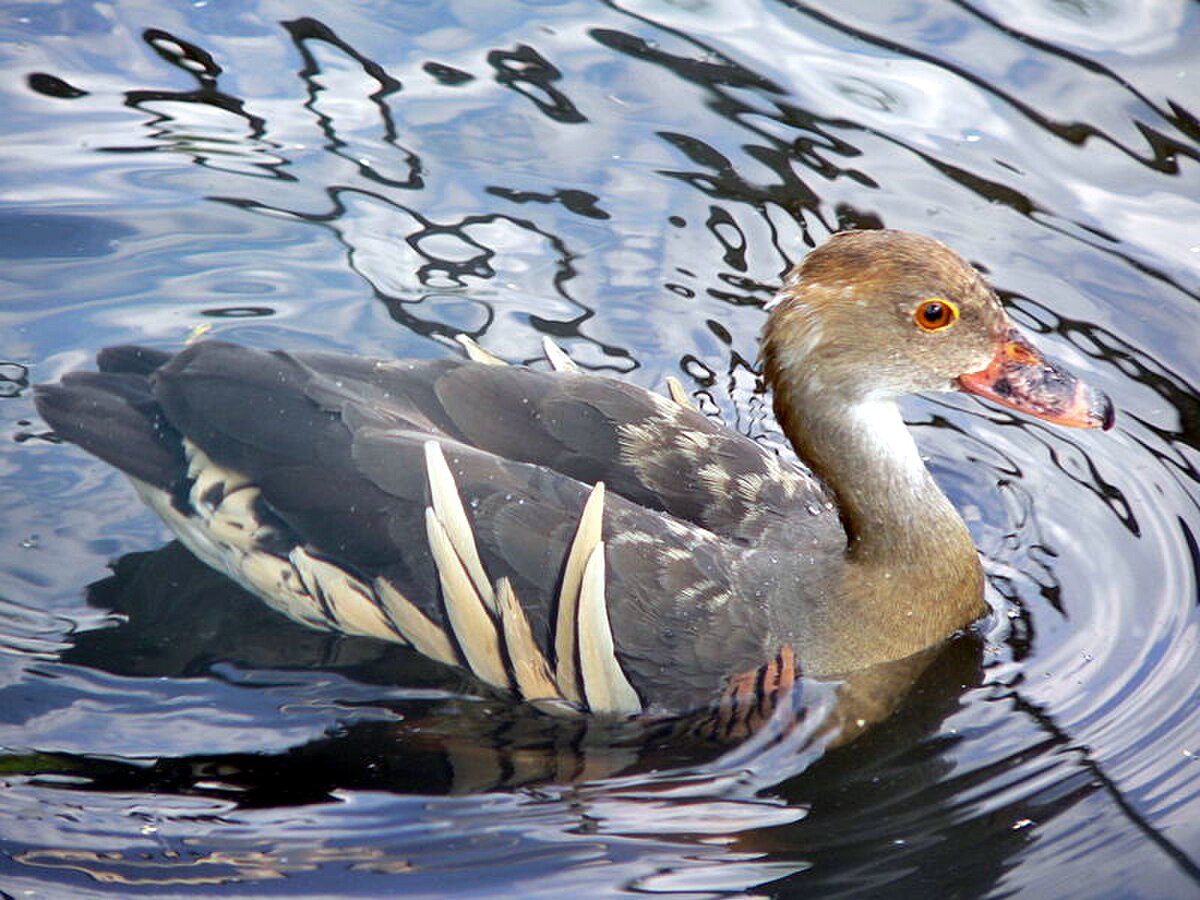 Dendrocygne d'Eyton