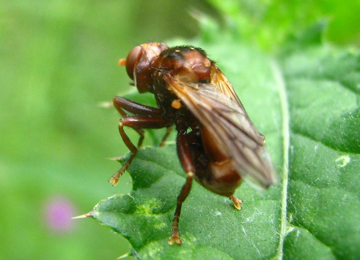 Sicus-ferrugineus-13-VII-2007-416b.jpg