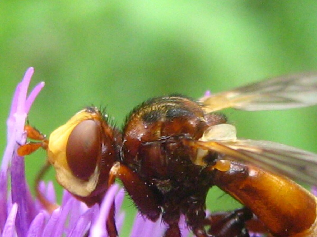 Sicus-ferrugineus-13-VII-2007-434.jpg