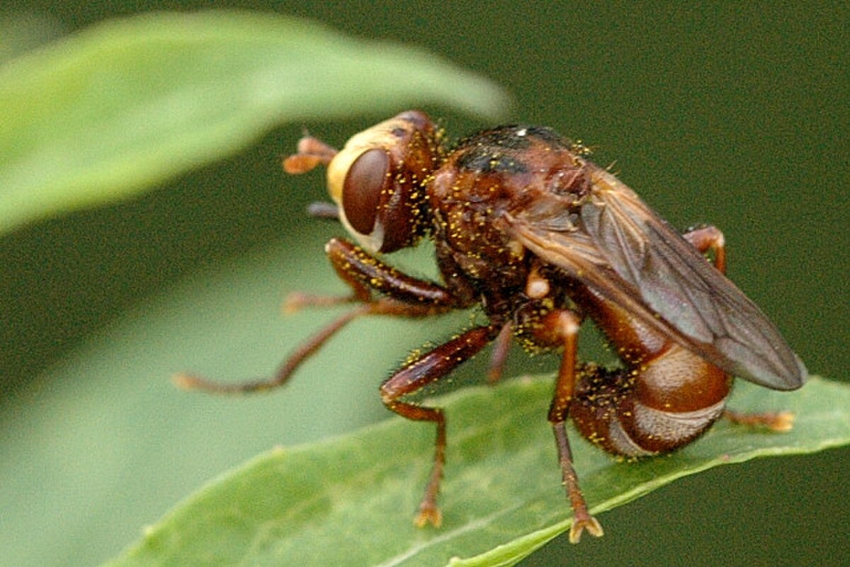 Sicus.ferrugineus.jpg