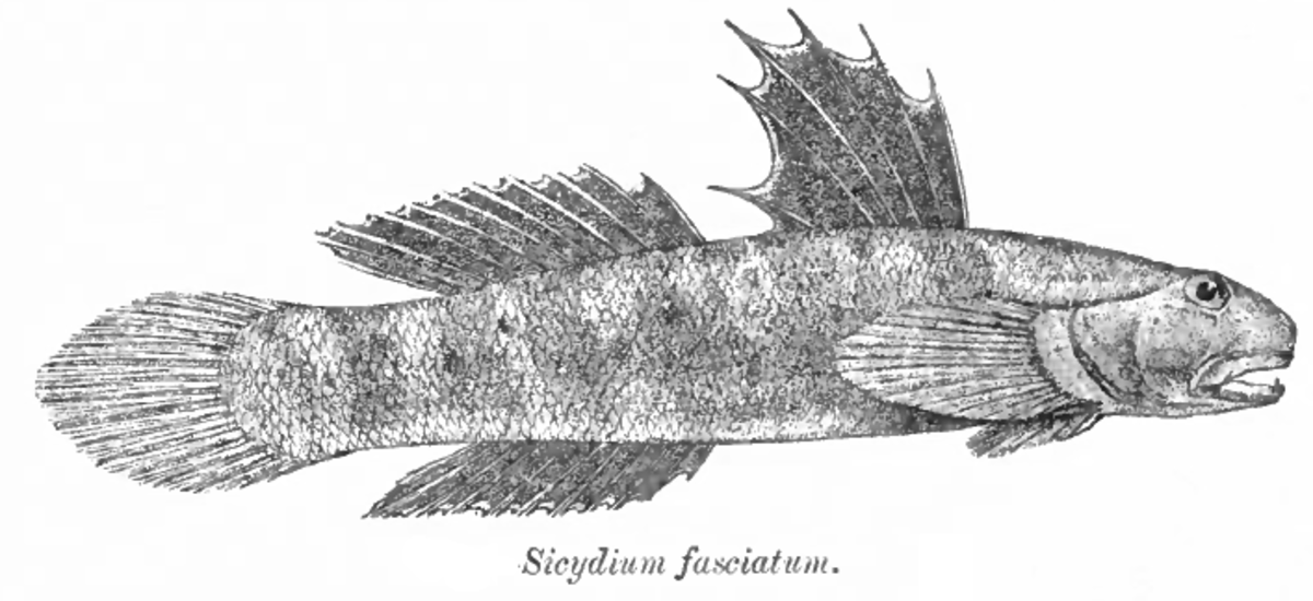 Sicyopterus