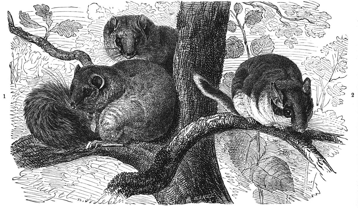 Loir (animal)