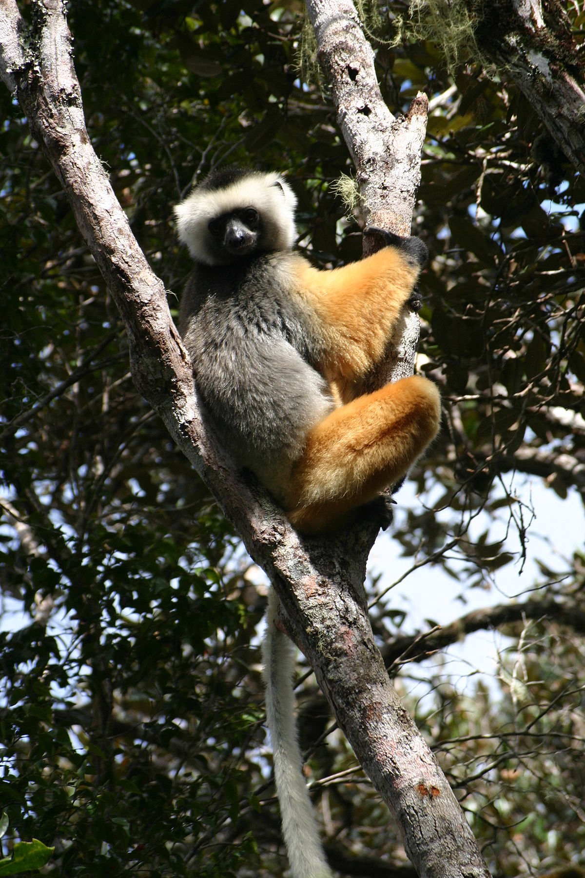 Indridae