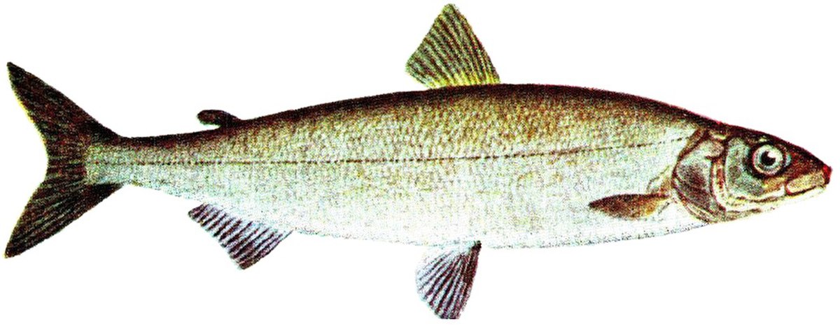 Coregonus