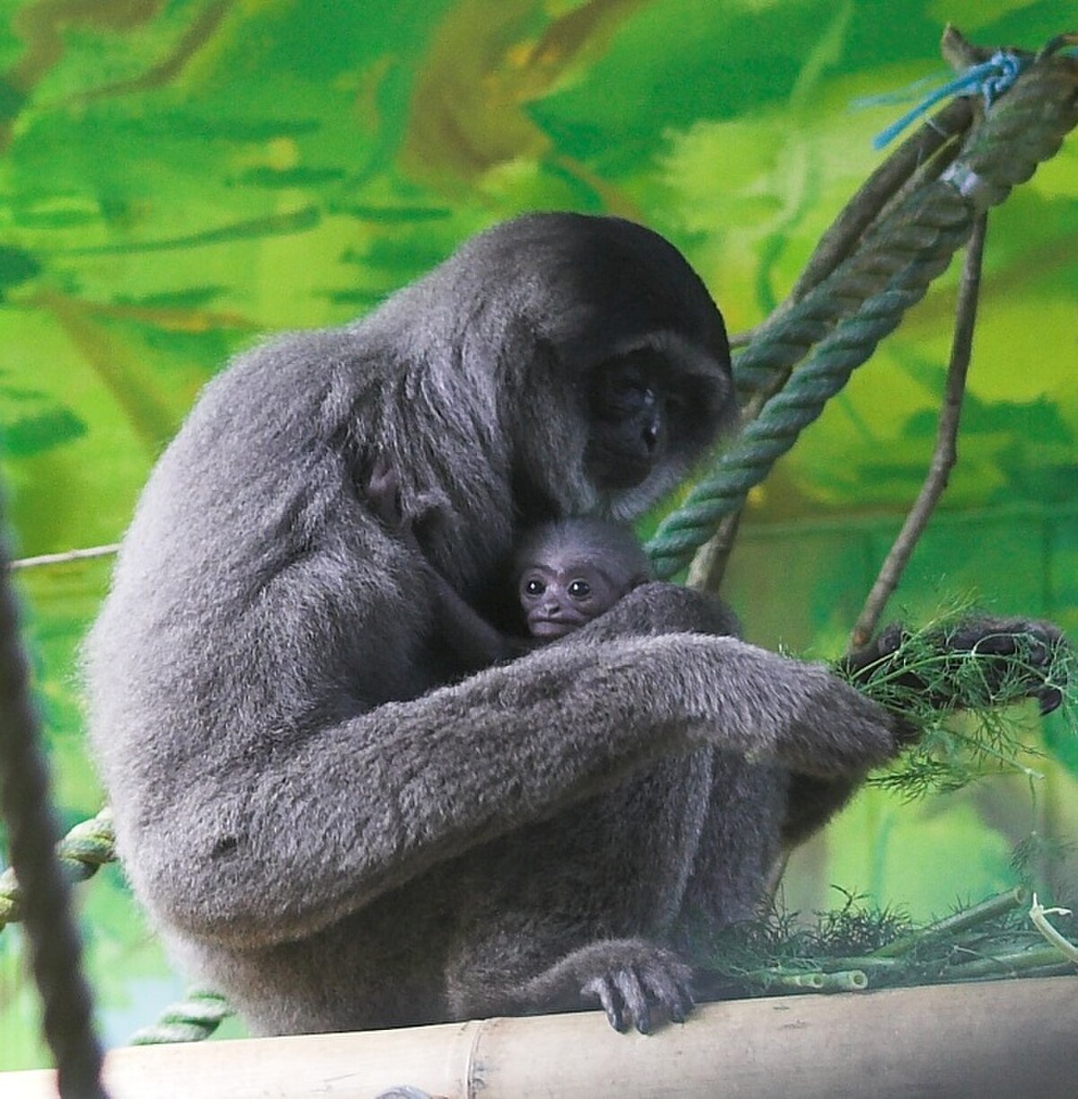 Gibbon cendré