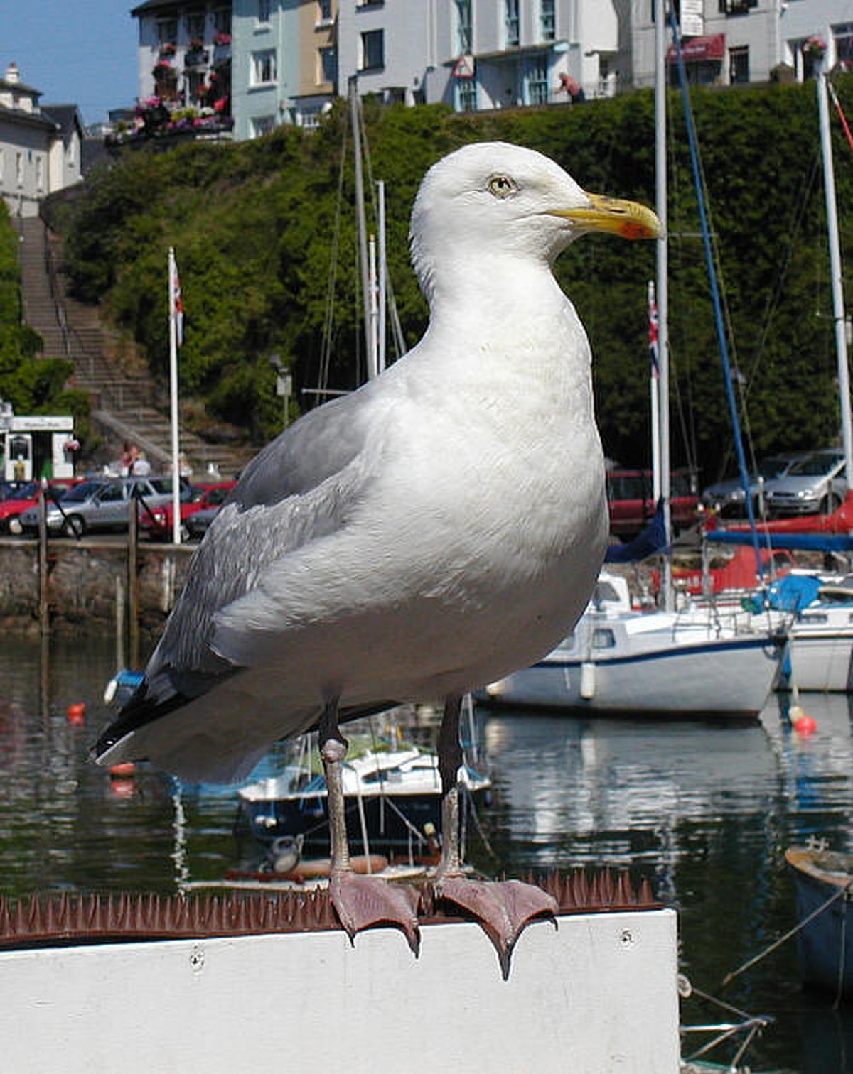 Goéland