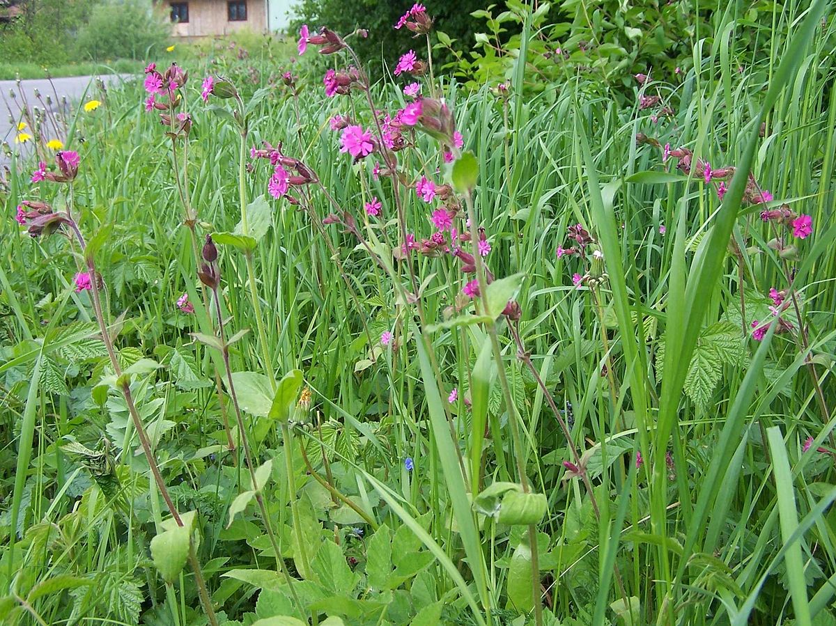 Silene dioica a3.jpg