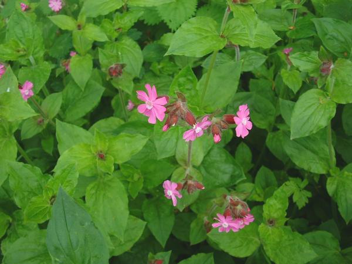 Silène (plante)