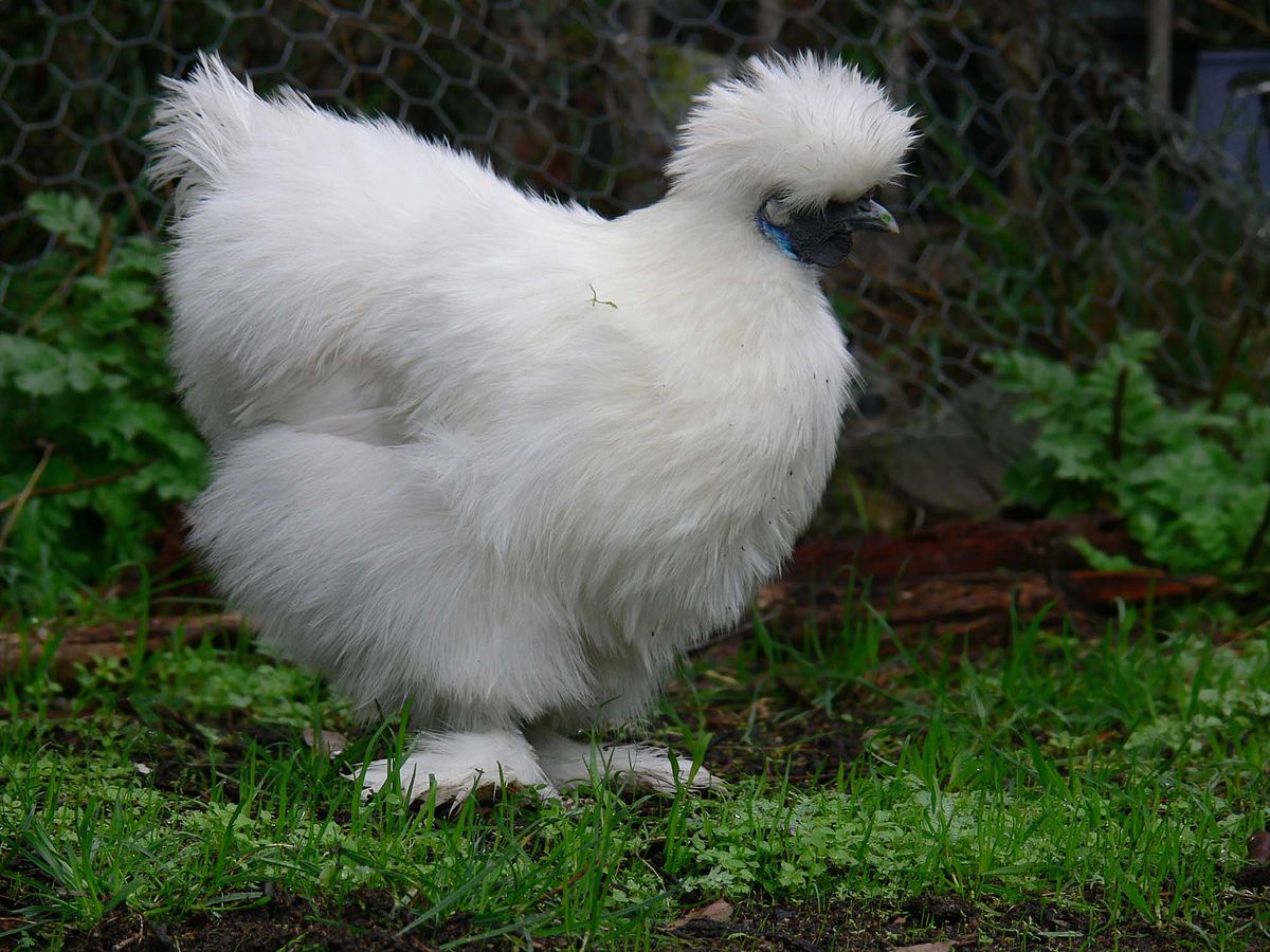 Poule soie
