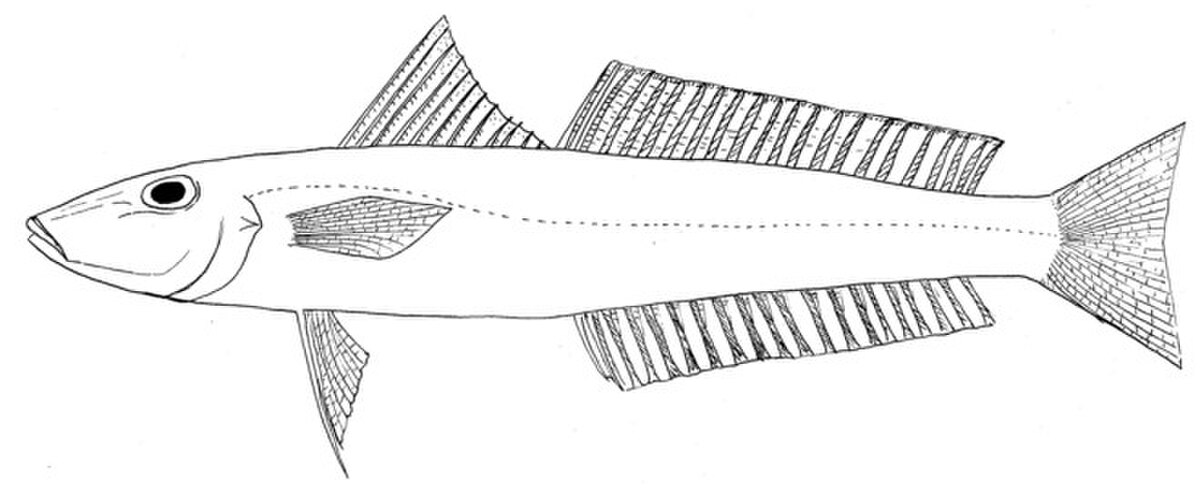 Sillago