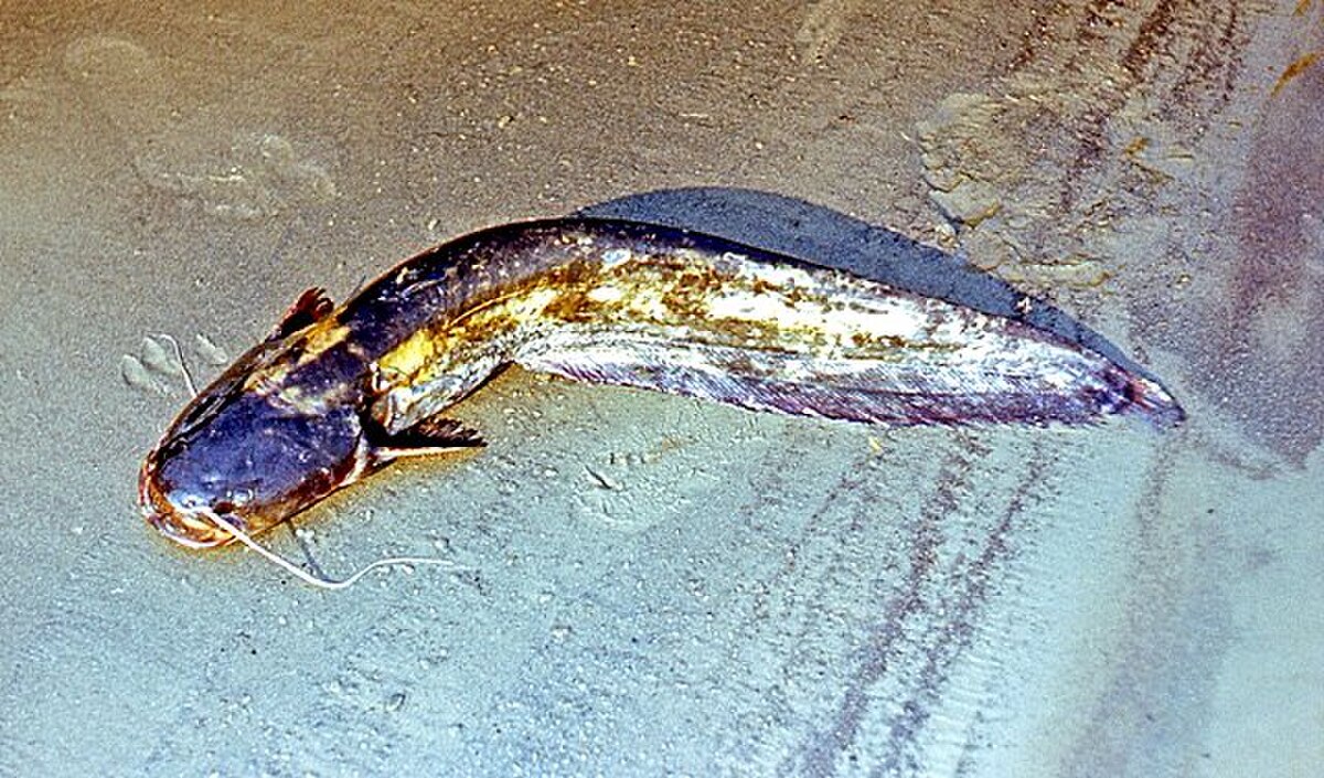 Silure glane