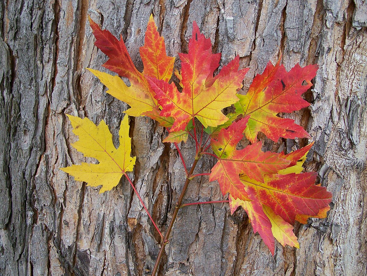 Silver maple 5058.jpg