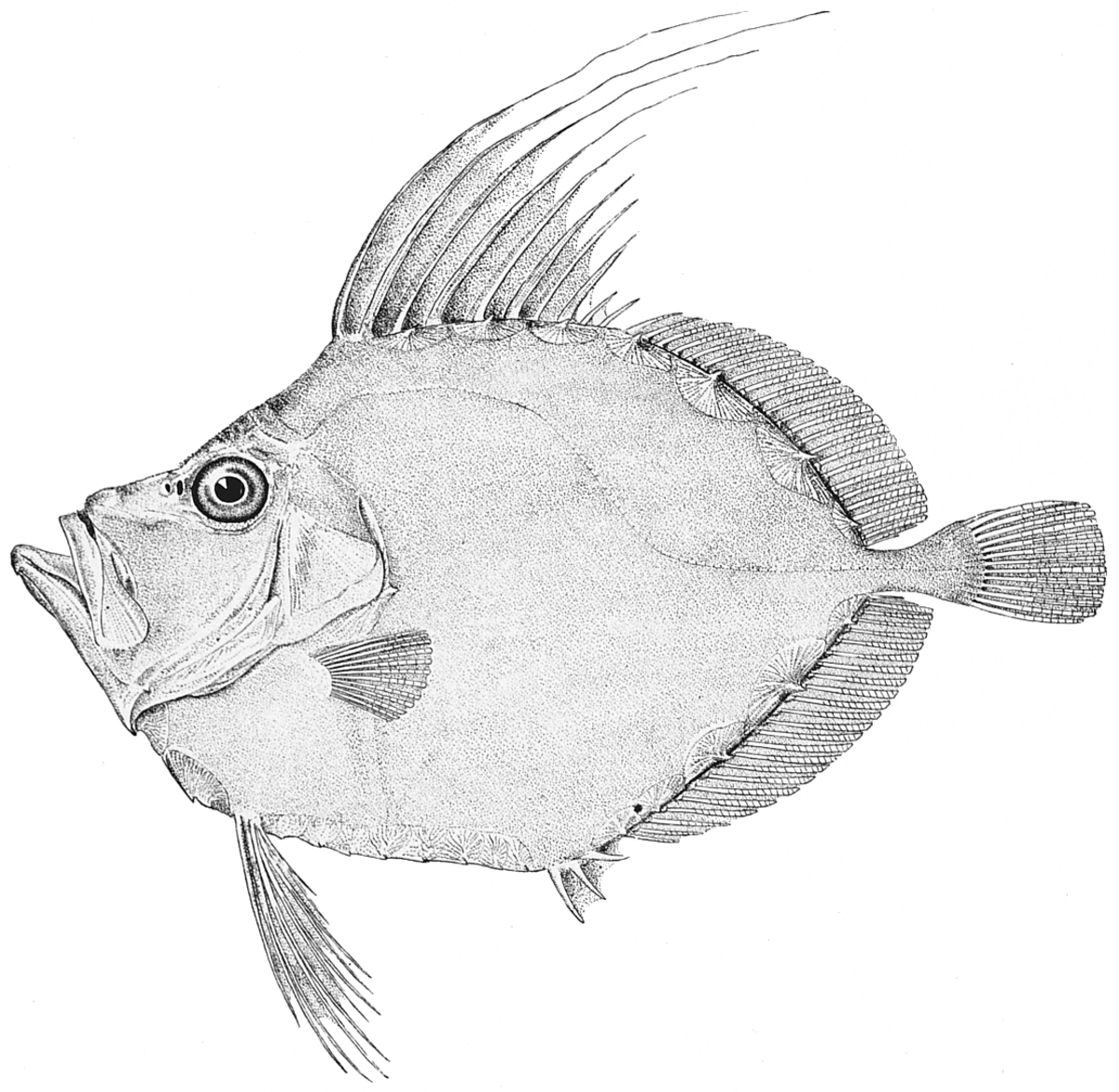 Zeiformes