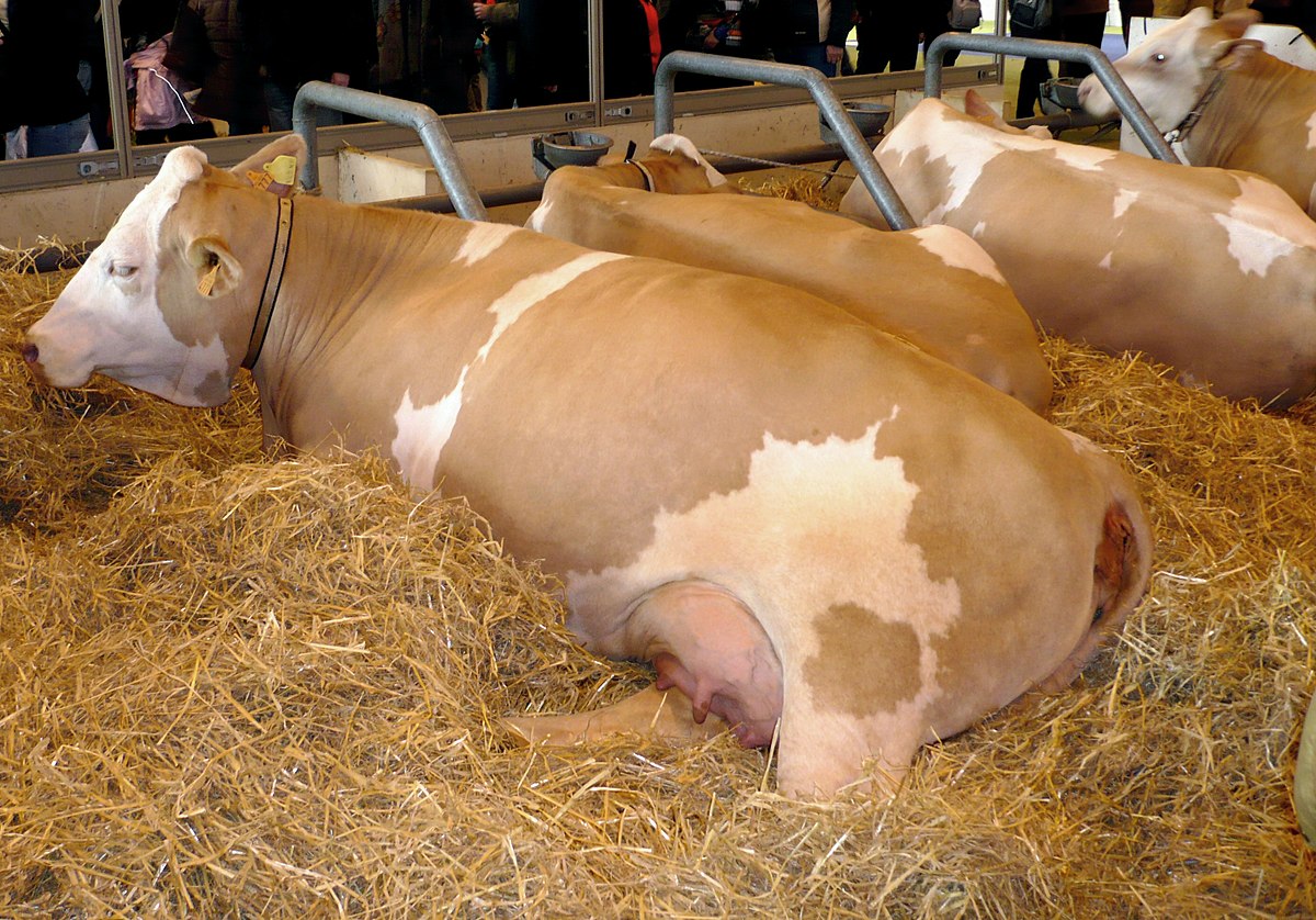 Simmental française