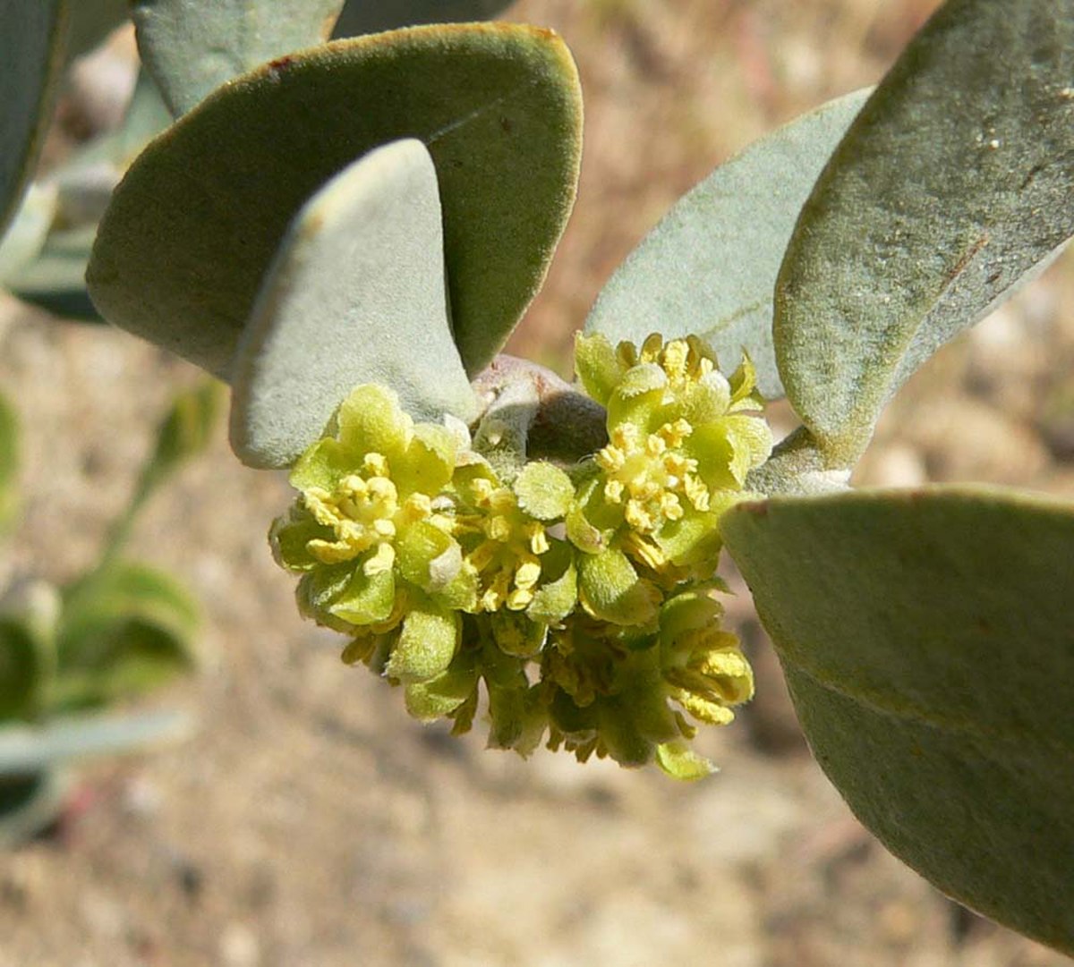Simmondsiaceae