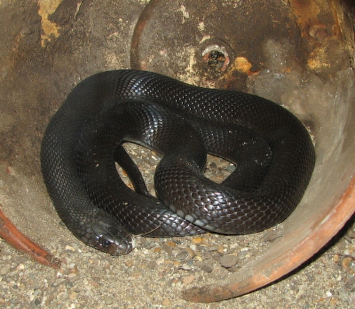 Walterinnesia aegyptia