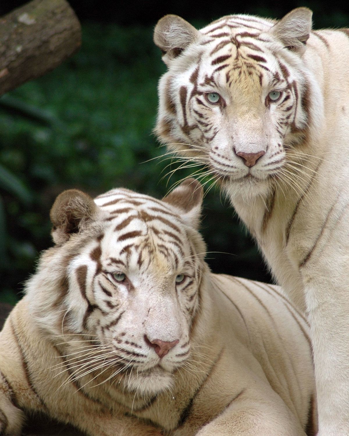 Tigre blanc royal