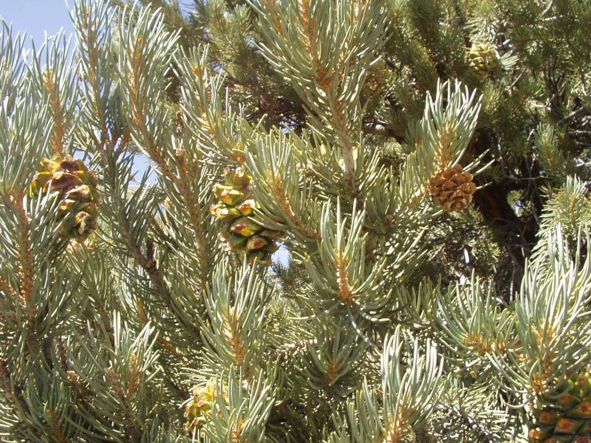 Pin à pignons