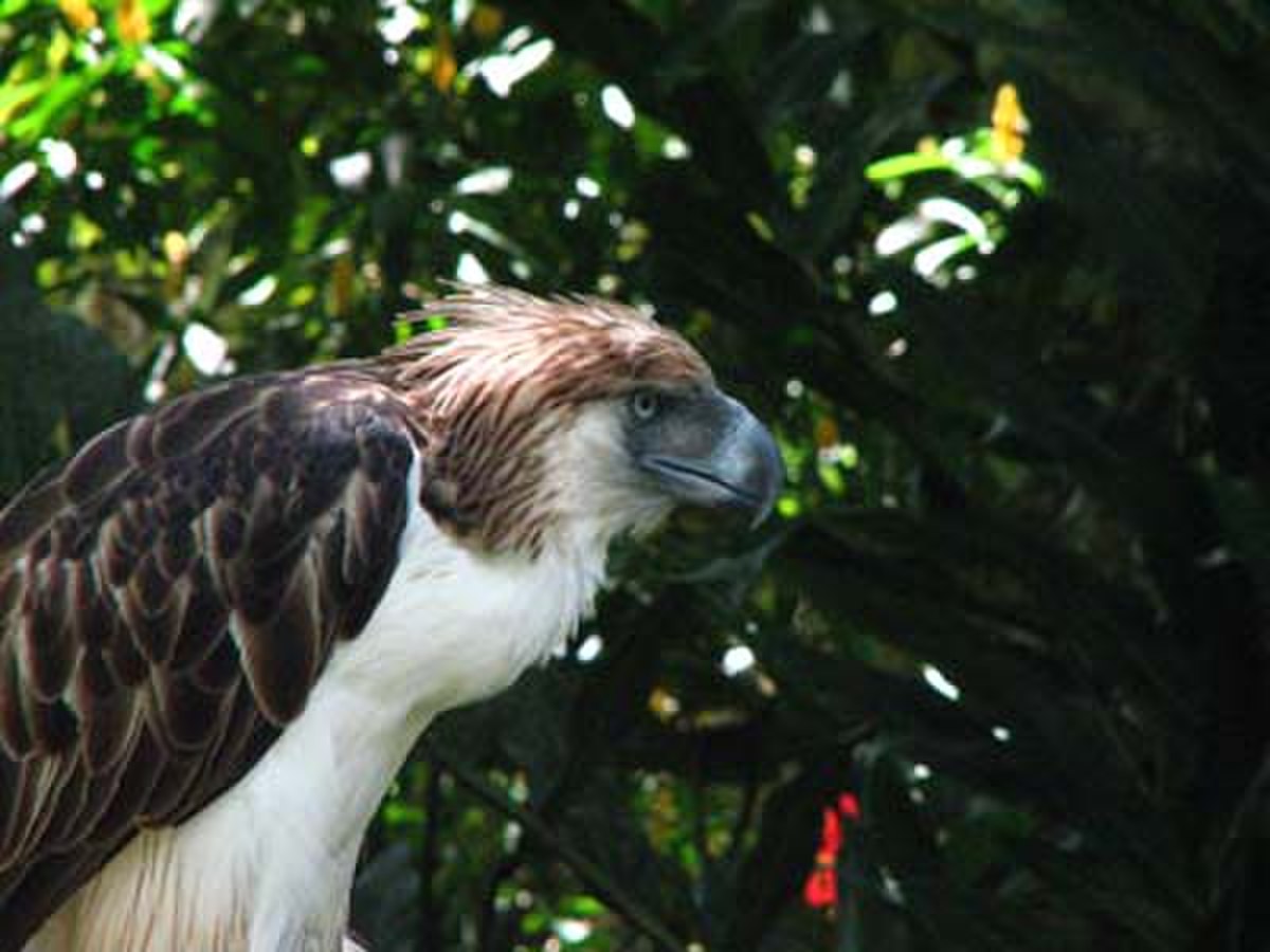 Aigle des singes