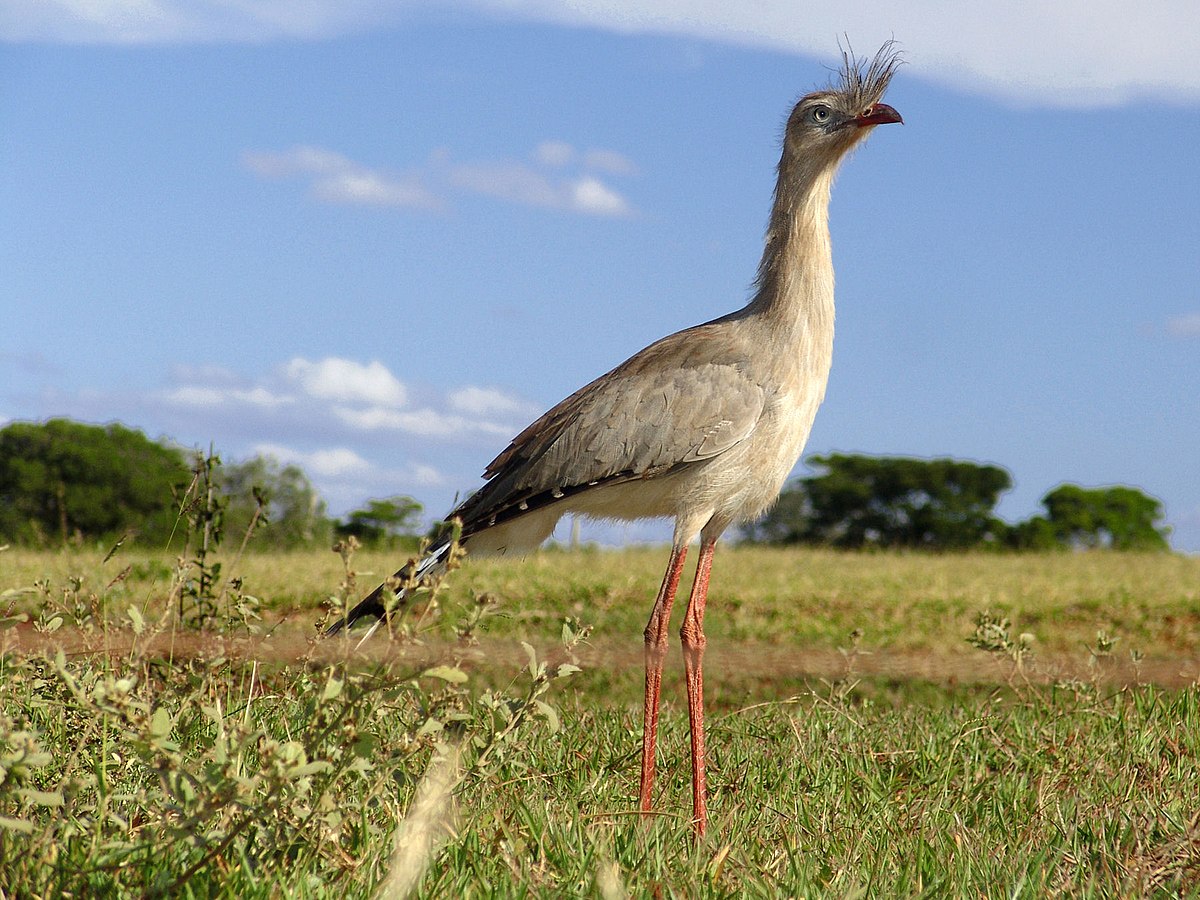 Cariama huppé