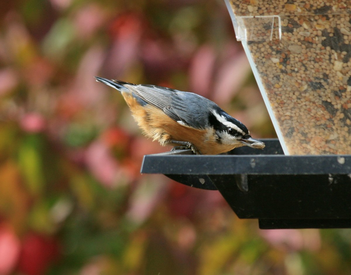 Sitta canadensis1.jpg