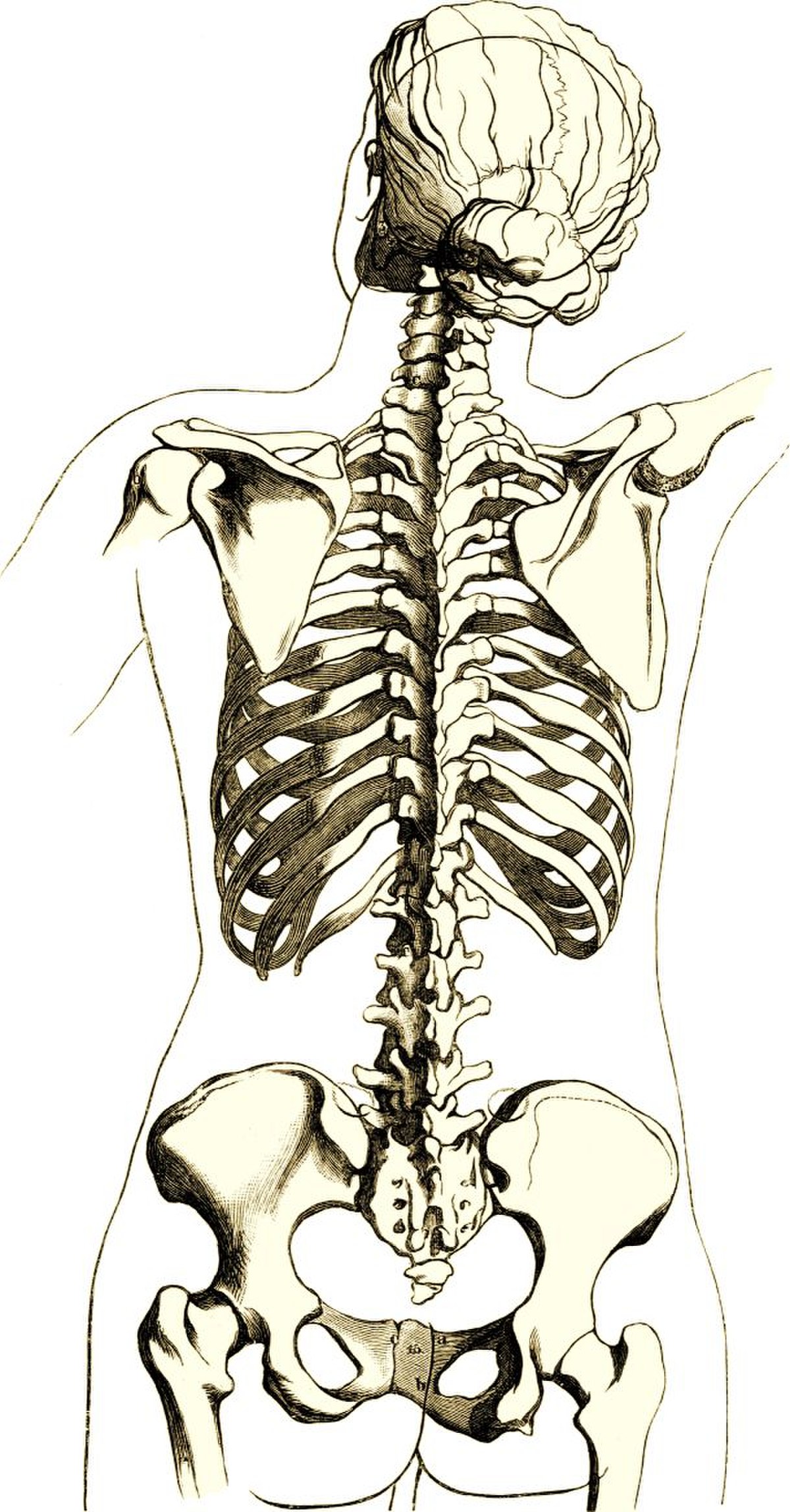 Skeleton woman back.jpg
