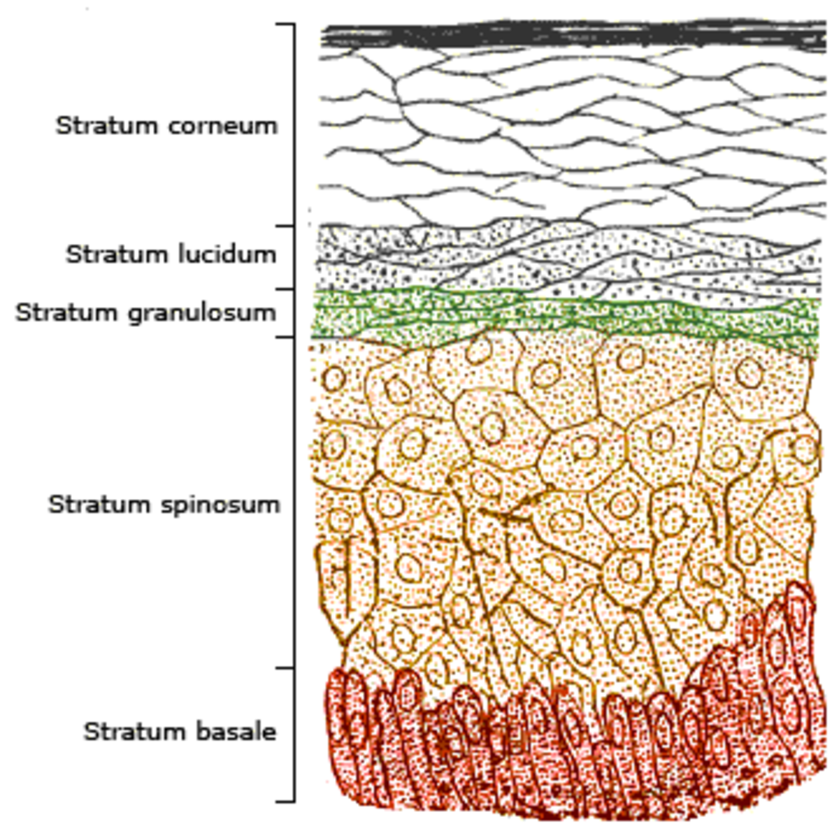 Épiderme (anatomie)