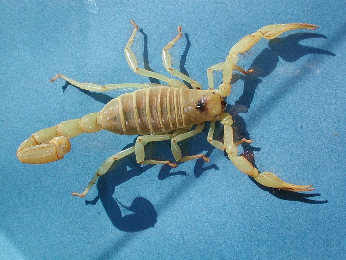 Skorpion fg01.jpg