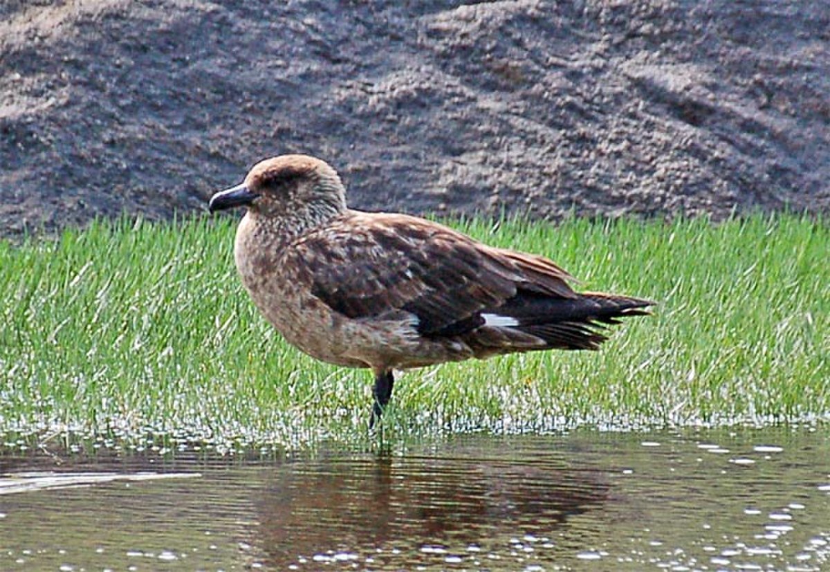 Skua Runde2.jpg