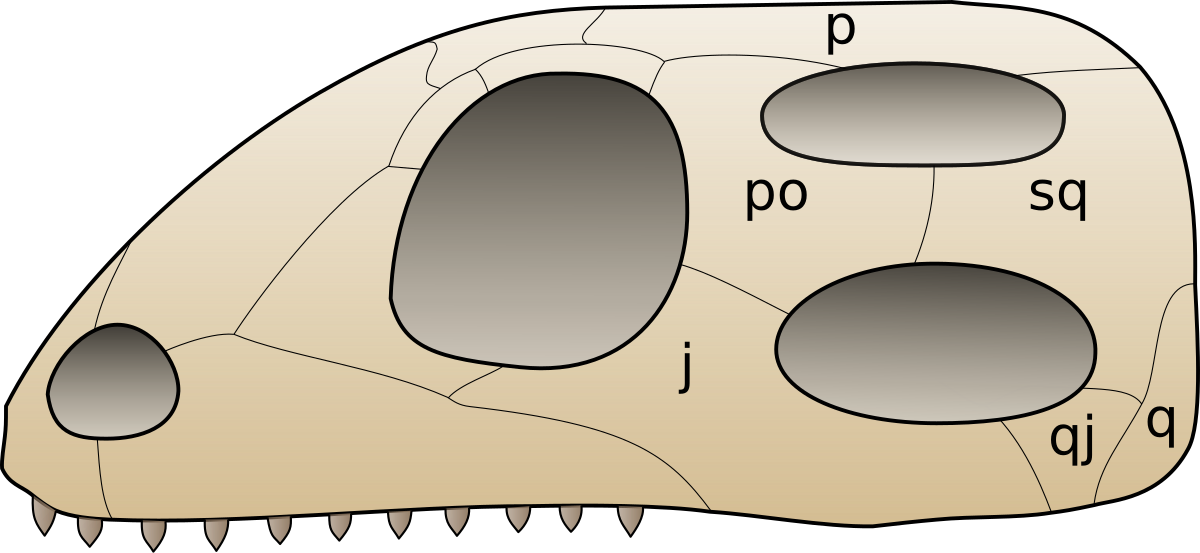 Diapsida