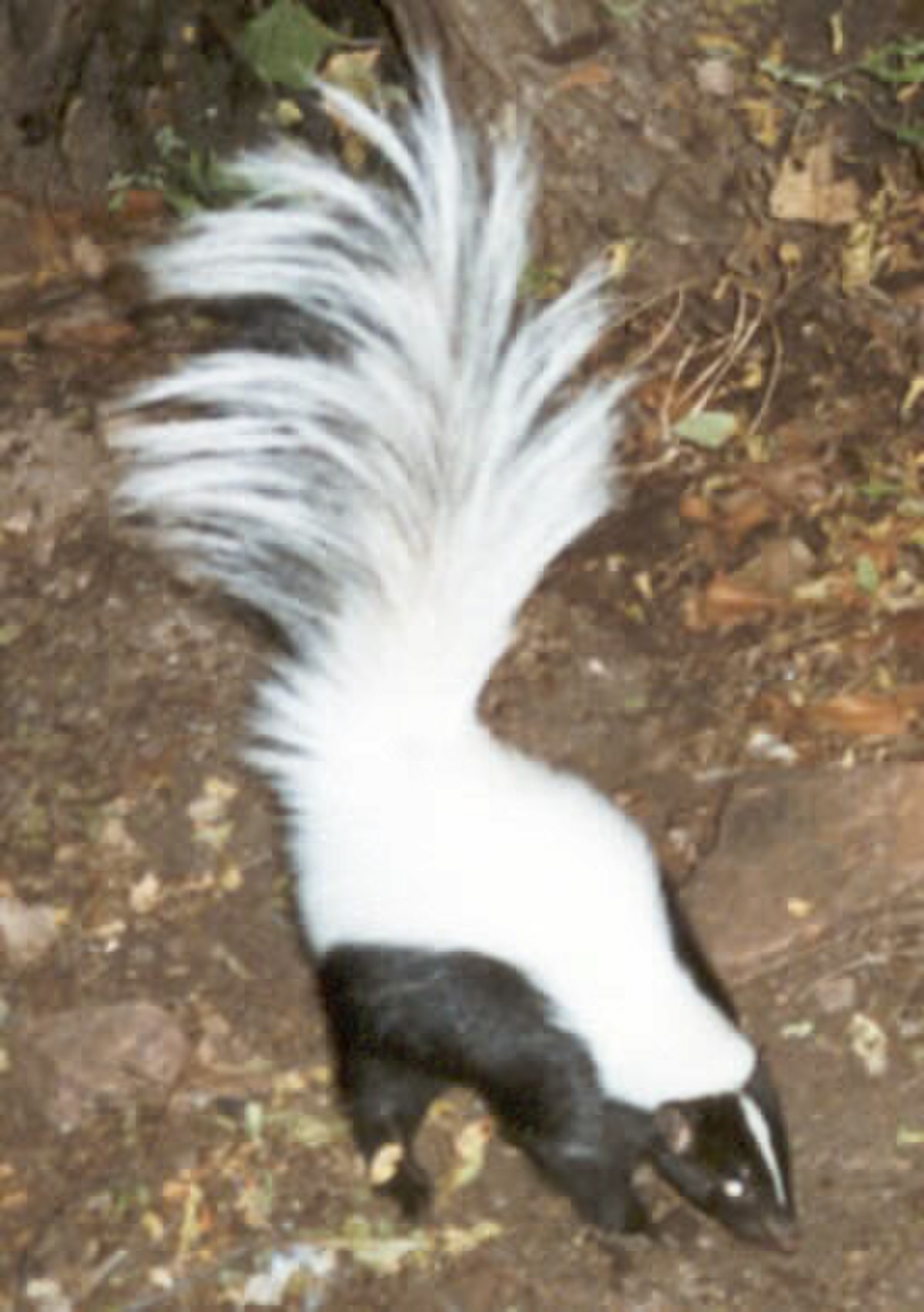 Mephitis macroura