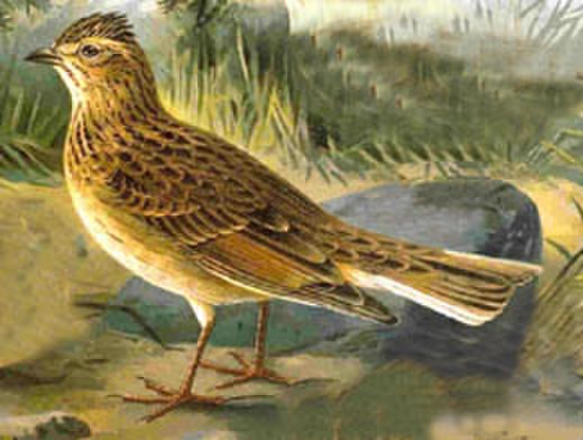 Alouette (oiseau)