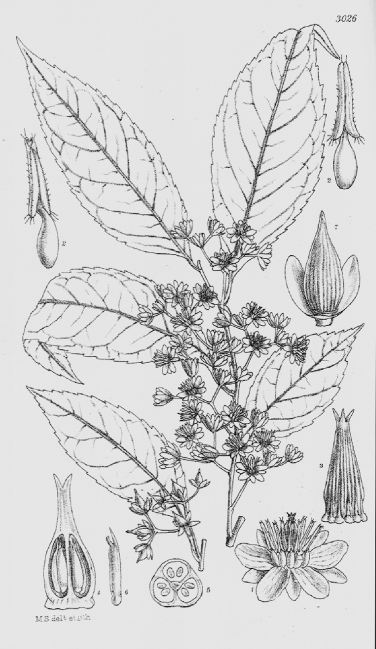 Sladeniaceae
