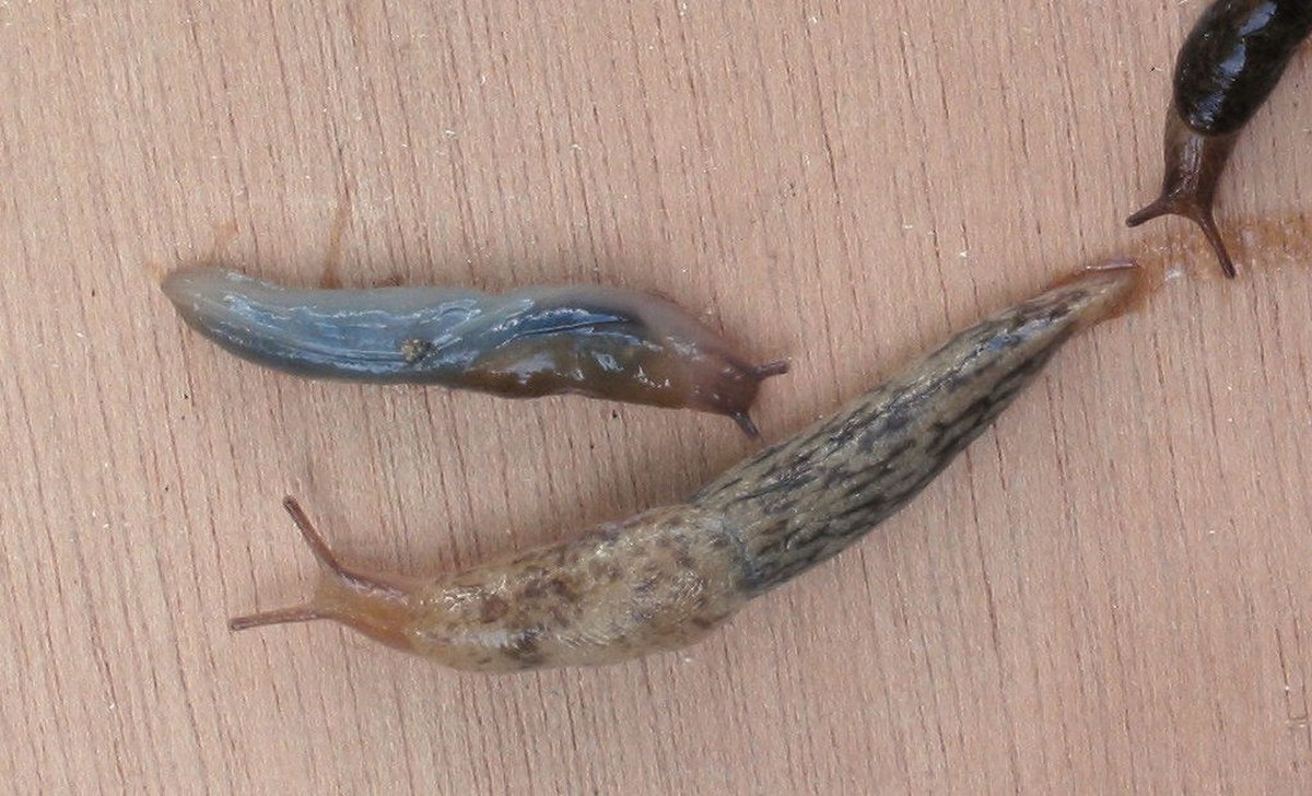 Limacidae