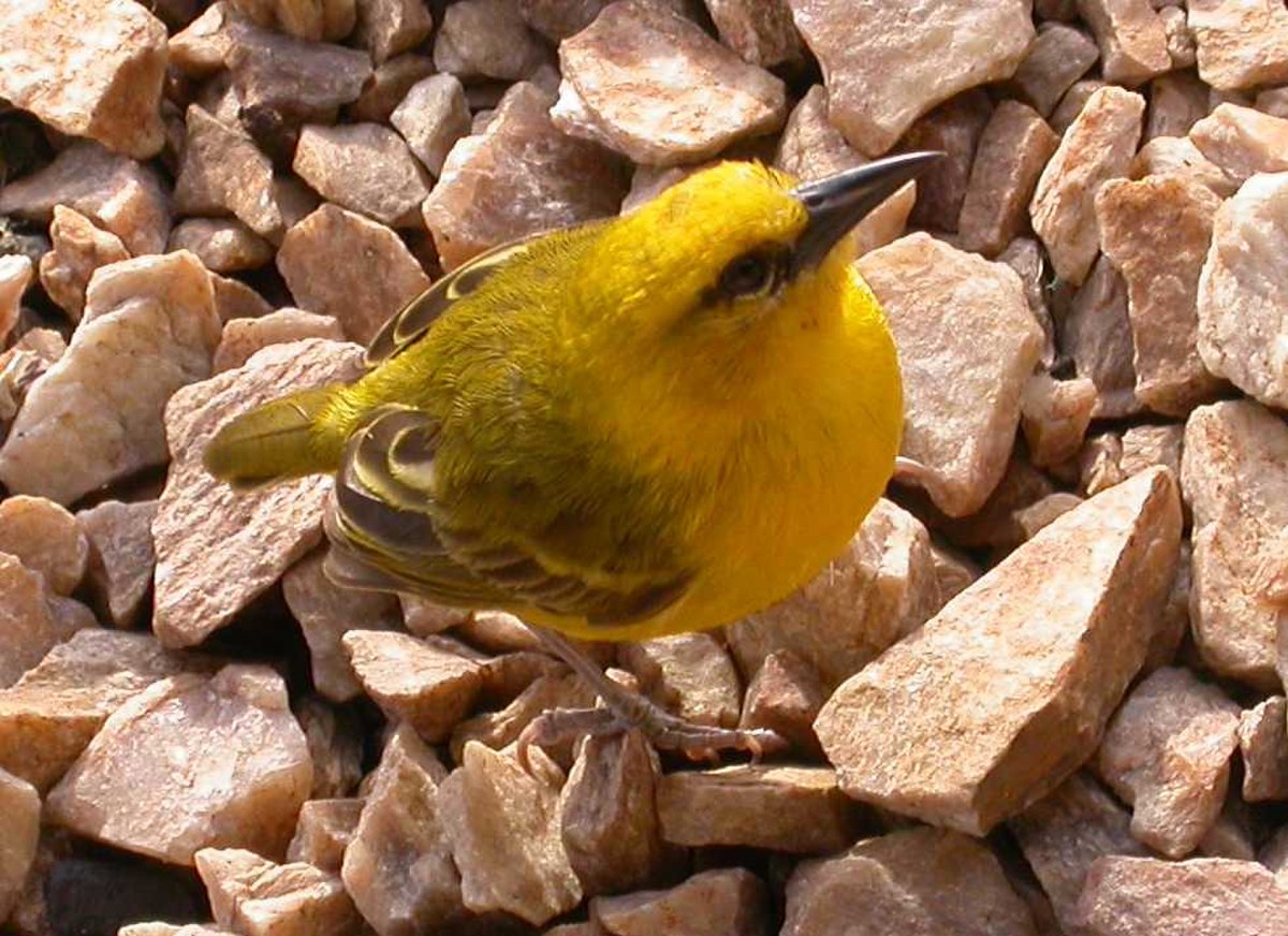 Ploceus