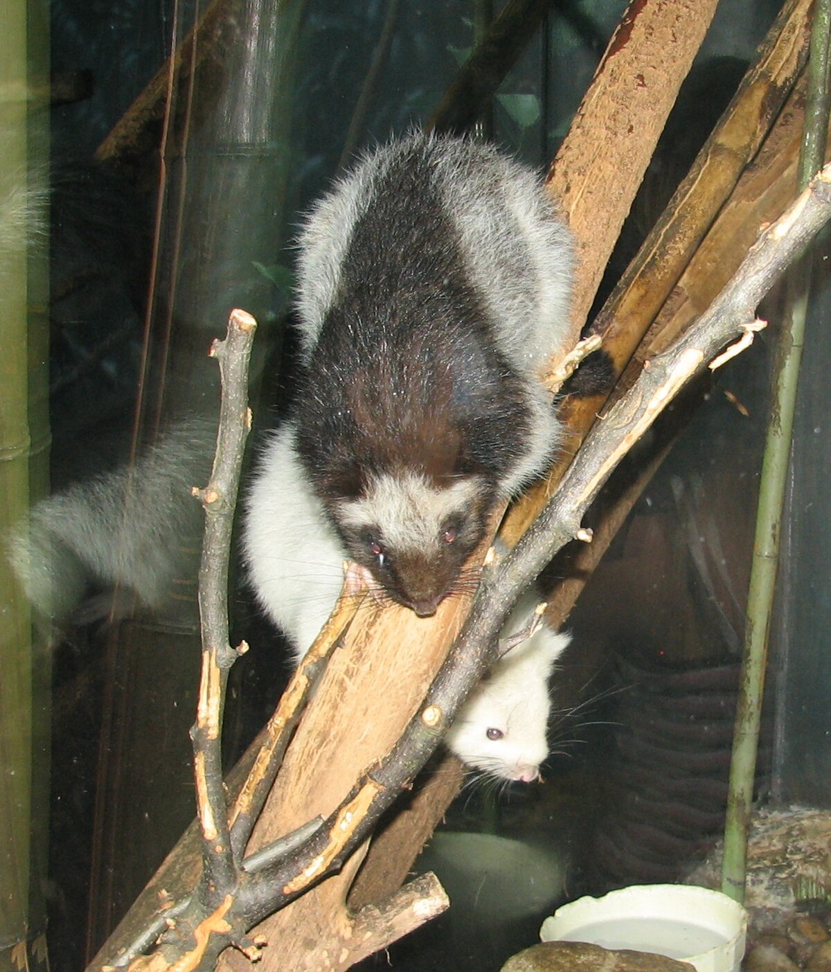 Phloeomys