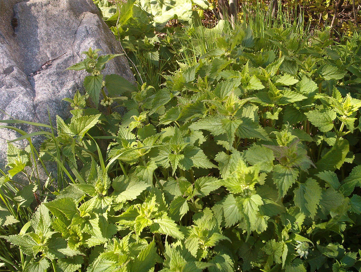 Small Lamium album plants and a stone.JPG