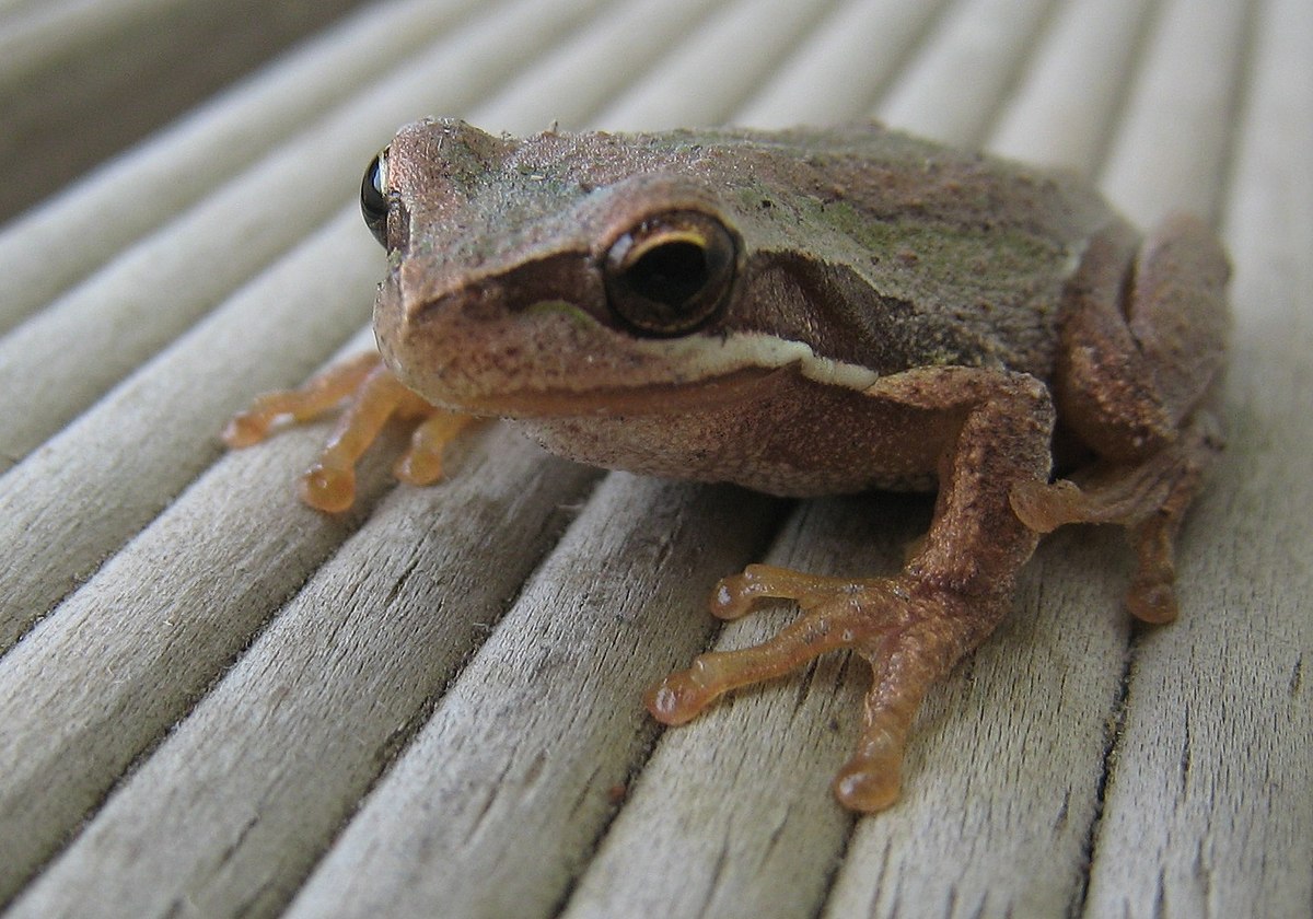 Litoria paraewingi