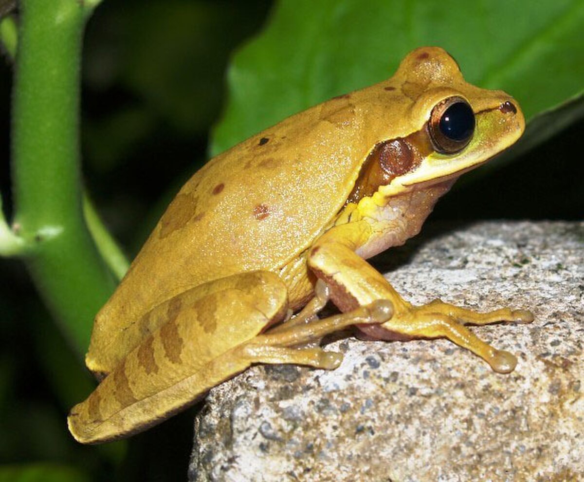 Smilisca phaeota