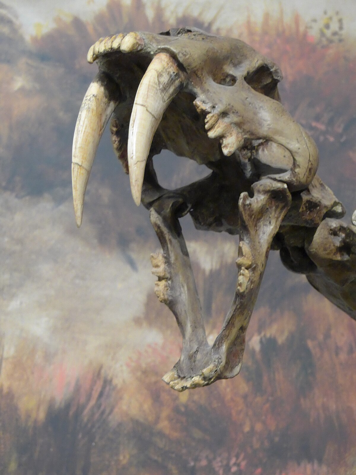 Machairodontinae