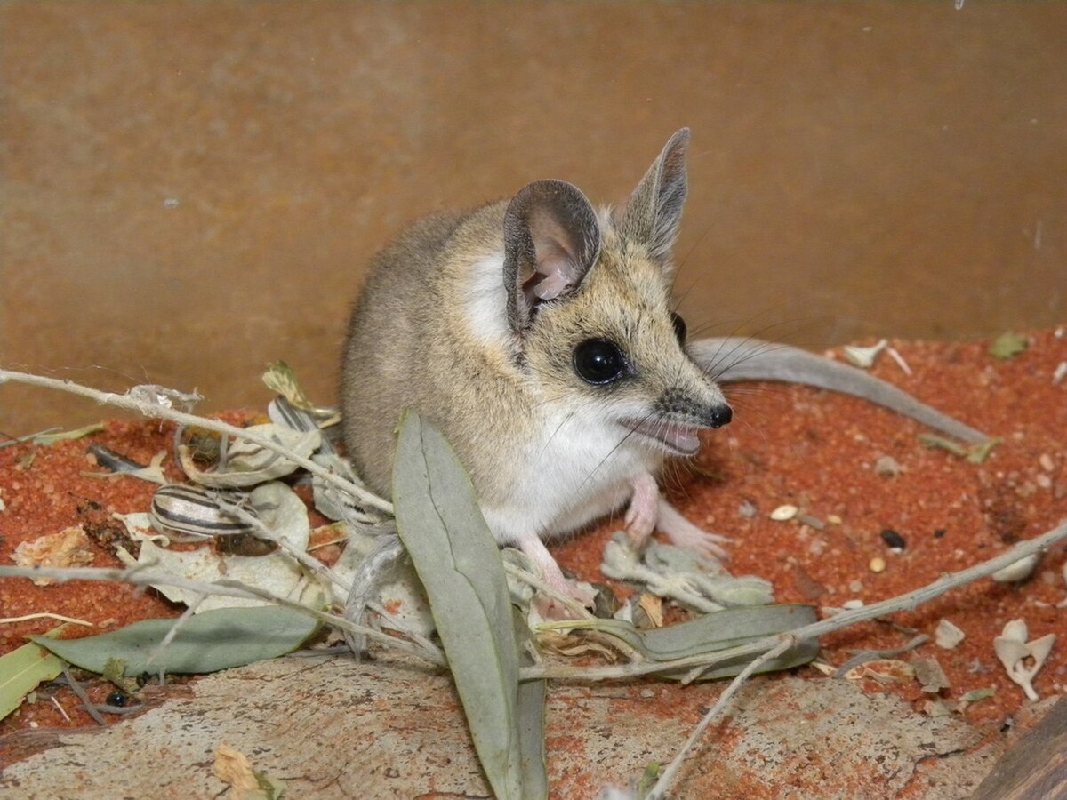Sminthopsis crassicaudata