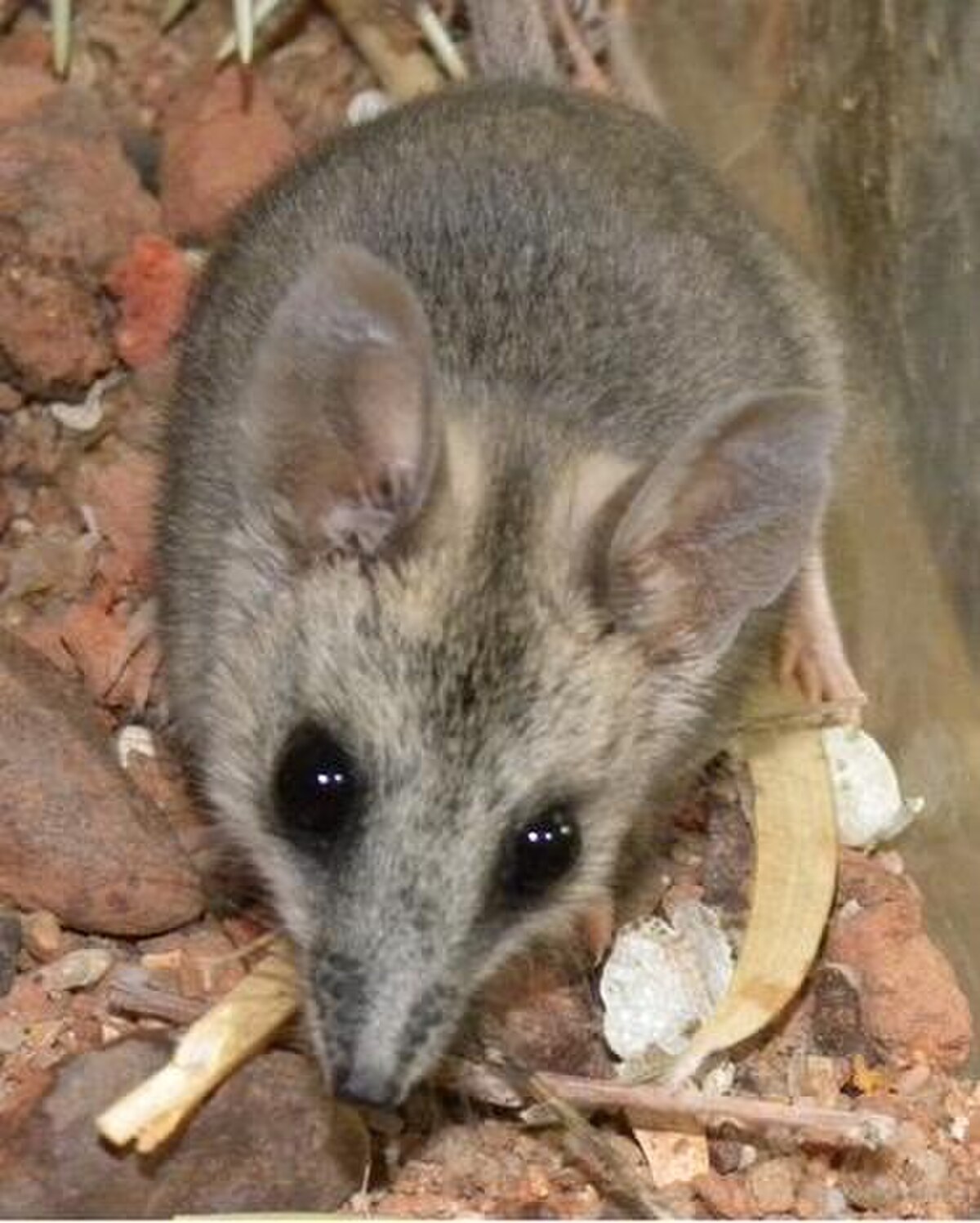 Sminthopsis macroura
