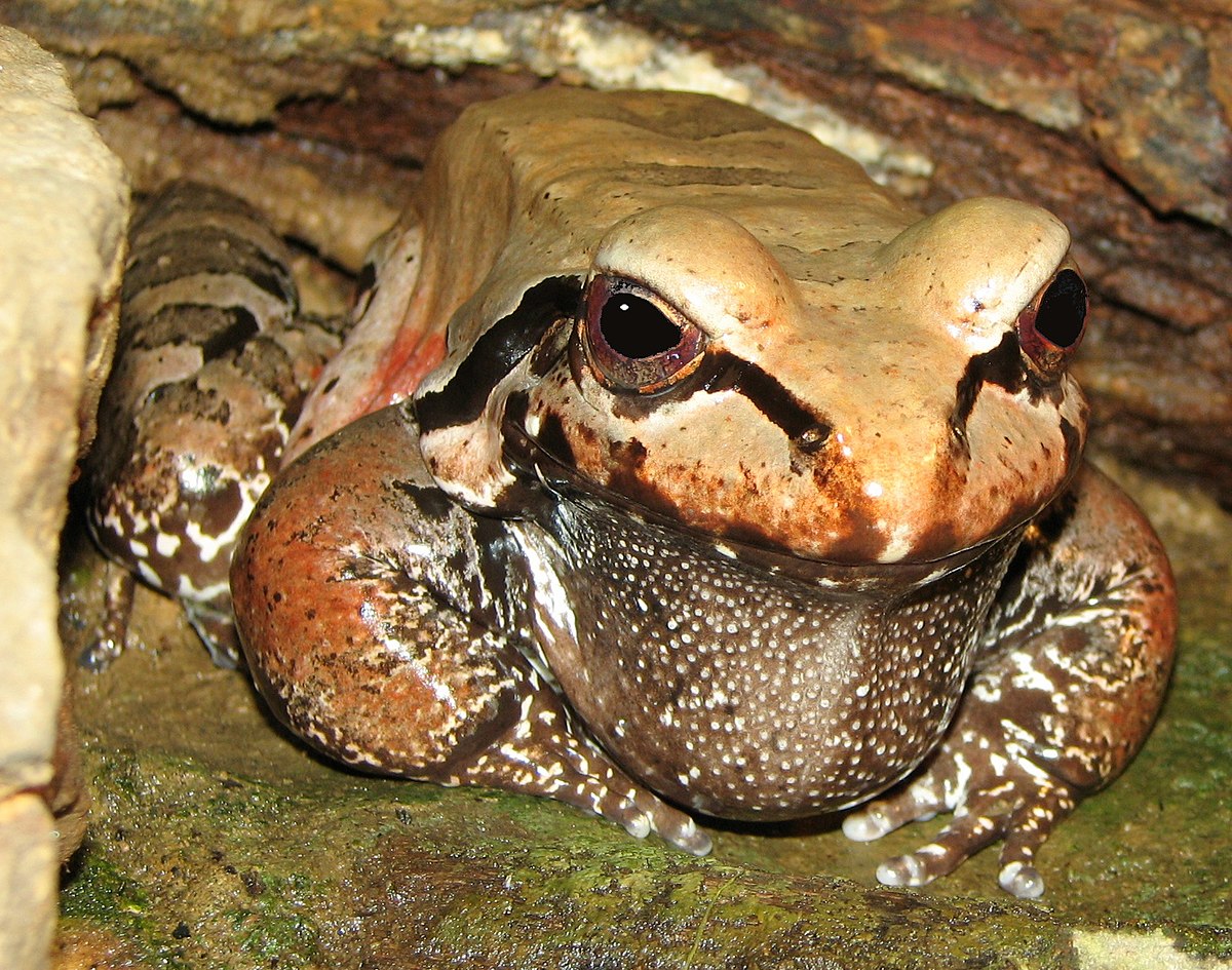 Leptodactylus