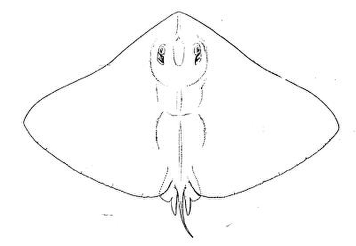 Gymnura