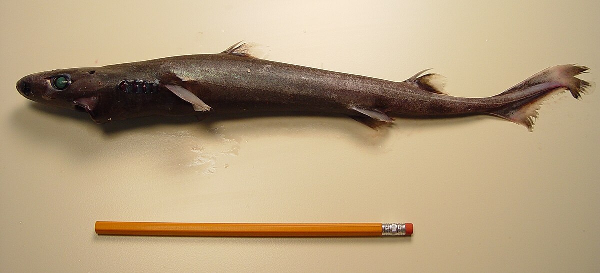 Etmopterus pusillus