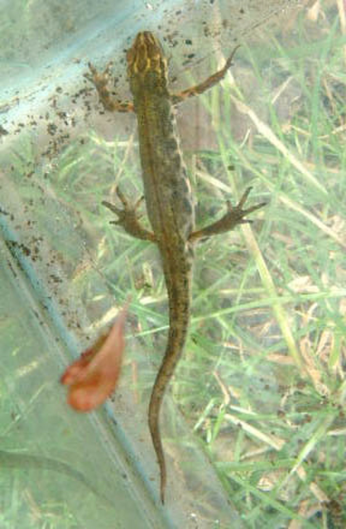 Triton ponctué