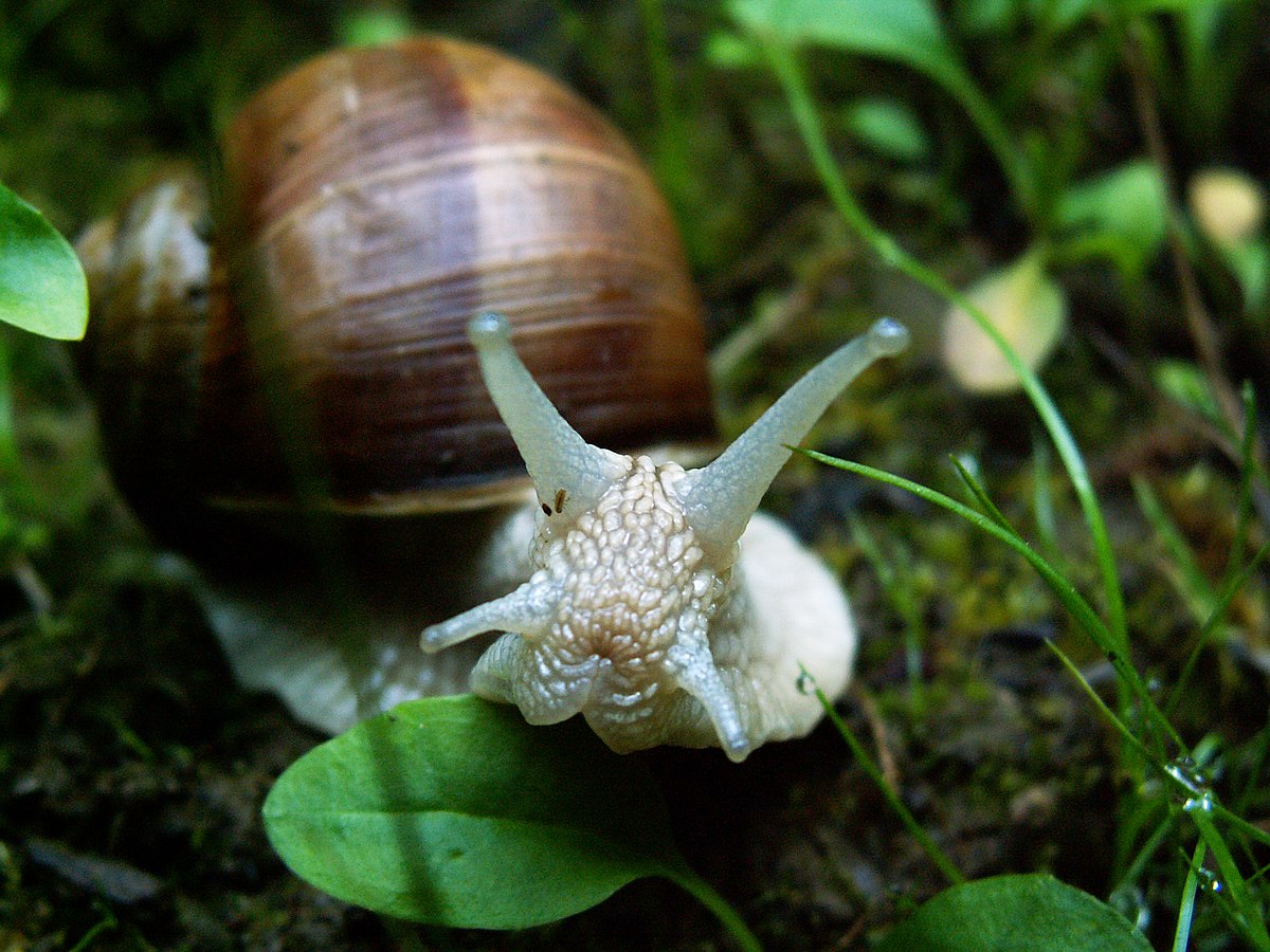 Escargot à la coquille brun roux