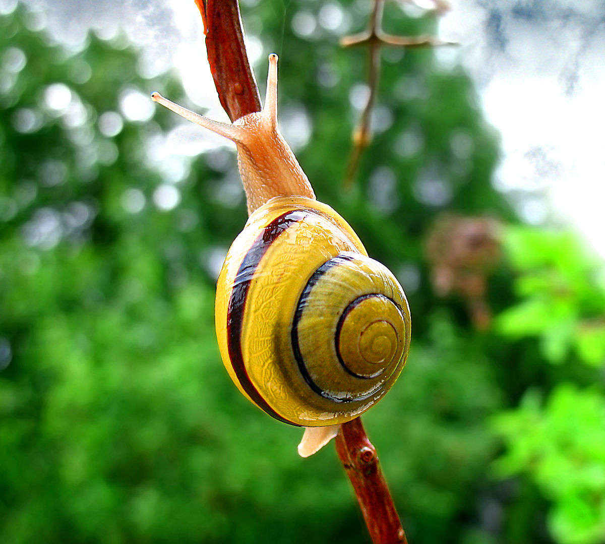 Gastropoda
