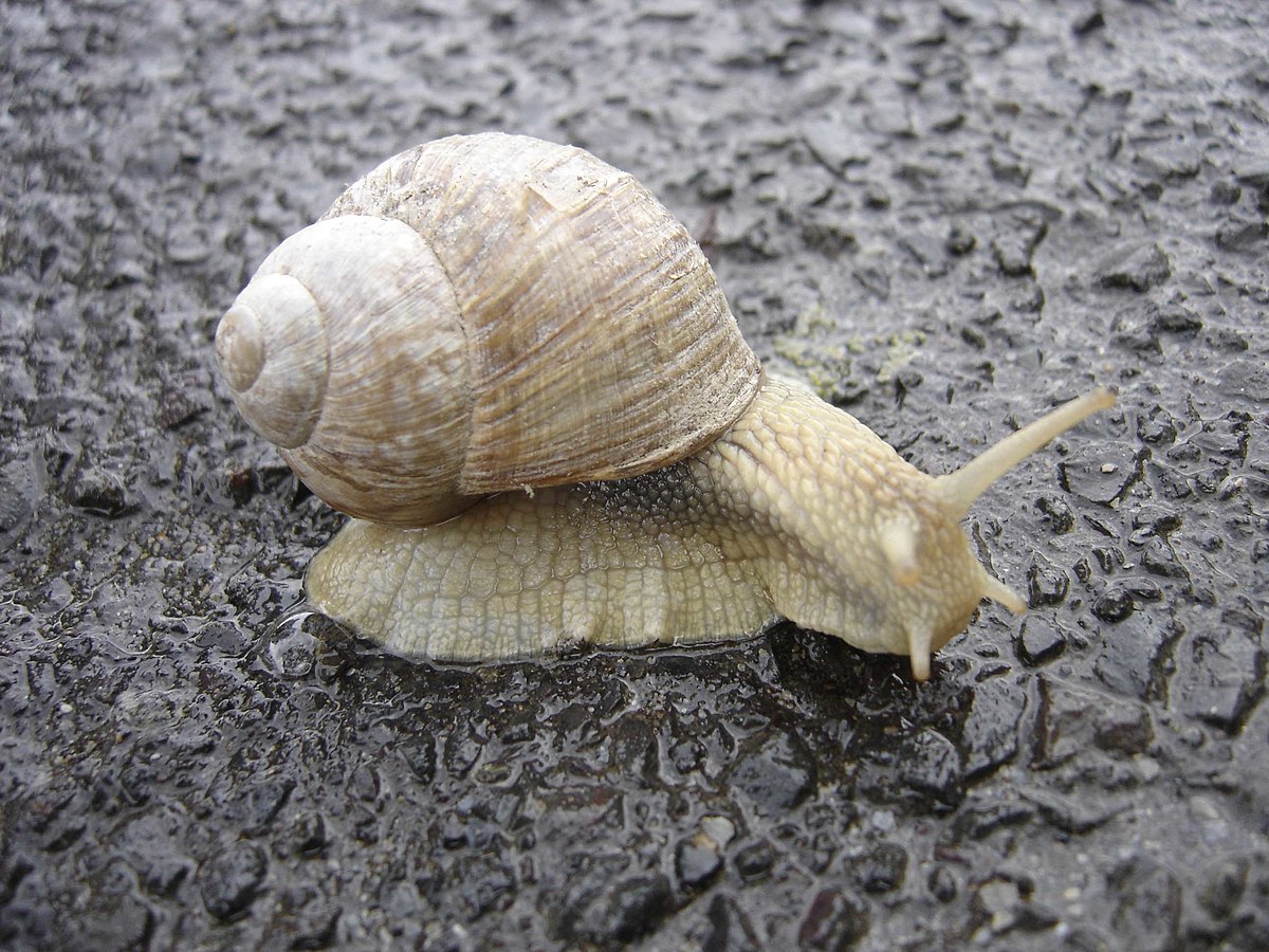 Orthogastropoda