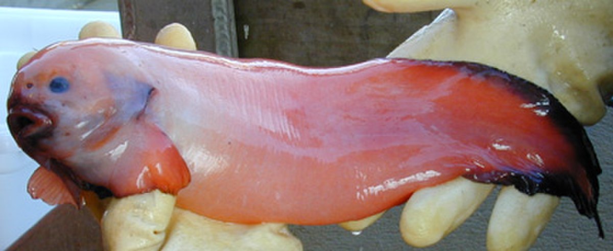 Liparidae